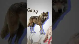 The Real Truth Of Dire Wolf | #shorts