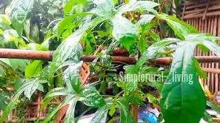 Light rain in a small village #rain #villagelife #rurallife #village 