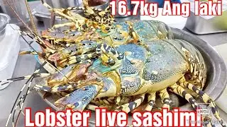 #Lobster live 16.7 #sashimi yummy 😋