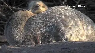 Lesser Rhea