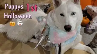 Sokah The Husky | Puppys First Halloween! We Give Our Husky A Halloween Tea Party! | Episode 30