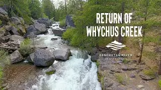 Return of Whychus Creek