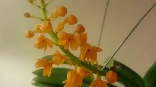Orchid in bloom: Ascocentrum miniatum