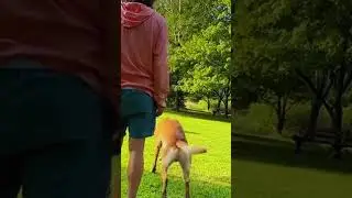 Another episode from the Malinois Madness series 🐕🔥#malinoiscrazy #belgianmalinois  #crazydog