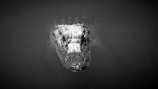Don't rock where the alligator roll.- Anton glackin