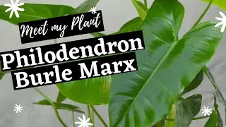 Philodendron Burle Marx | Meet My Plant Ep 7