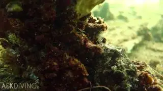SCUBA Diving A&K HD | Octopus at Edithburgh 2015 South Australia