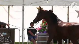 Mystica Santosa (Arabian Jackpot 2016)