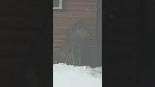 18.02.26г  Янтарные ГЛАЗКИ!  На свидание!   ШЕРхан  и КИАРа