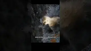 The bird was just born and had to jump off a 400-meter cliff. #animals