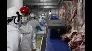 Como vender gado para o frigorífico? Fácil demais, porém tenha atenção!