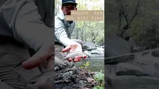 Believe it or not, there still are wild trout in San Diego.