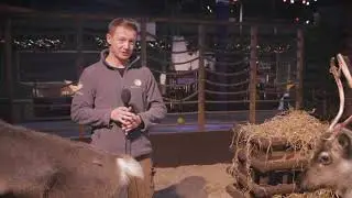 Santa's Winter Wonderland Animals