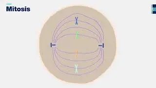 B.3 Stages of Mitosis - Audio Described