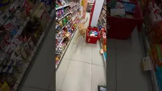 Day #14 2026 - An Excited Dog Choosing his Treats in Koh Samui