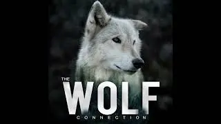 Episode #130 Yellowstone Wolf Summit #2 - Kristin Combs