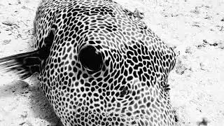 Starry puffer