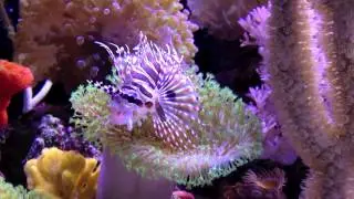 Divers Predator Paradise 8/25/15