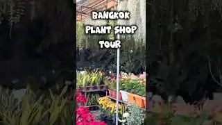 🇹🇭Biggest Plant Shop Tour In Bangkok | Bangkok Plant Shop Tour 2025 | Thailand Chatuchak Market