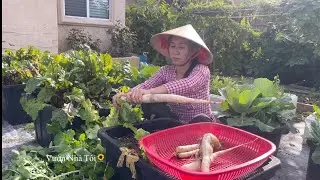 ✅ Video Cũ Bội Thu Qu&yacute;t Nhật Si&ecirc;u Tr&aacute;i, Nhổ Củ Cải Trắng