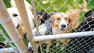 Animal Rescue Saves Dogs From California Wild Fires