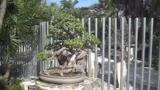 Fruit, Bonsai Garden, Treasure Hunting