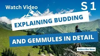 Explaining Budding and Gemmules in Detail | S 1 |💯 #budgie