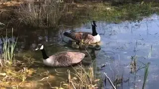 Canadian Geese at Aylesbury Natural Burial Meadow