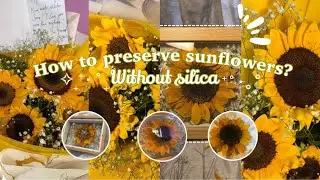 How I Preserved My Sunflower Without Silica | Easy DIY Flower Preservation // Cloud Dump 