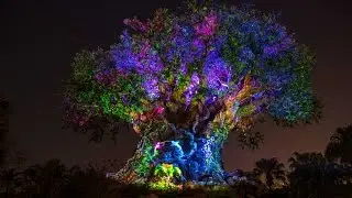 Tree of Life Awakens in Disney Animal Kingdom Night time show (HD)