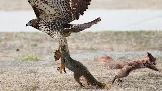 Hawk Attacks Squirrel