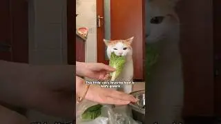 This little cat's favorite food is leafy greens. #shorts #shortvideo #animals #cute #shortspay+
