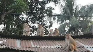 Obedient Dodo Mori Donal And Moly Sitting Wait Mom Mixed Milk