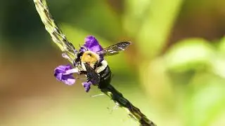 The Hidden World of Insects | Nature Documentary