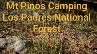 Mt Pinos Los Padres National Forest Camping Part 1
