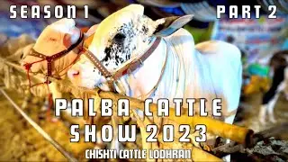 Palba Cattle Show 2023 Part 2 🩵 Chishti Cattle Lodhran