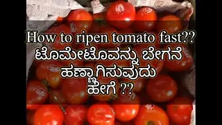 How to ripen tomatoes fast#indiantomatofarming#tomatoagriculture#tomatofarmingtechniques#
