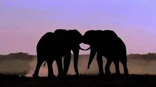 On Safari. Game driving 4. Nxai Pan, Botswana.