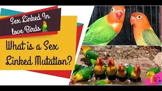Sex linked Mutation | Love Birds | what is a sex linked mutation? | complete video
