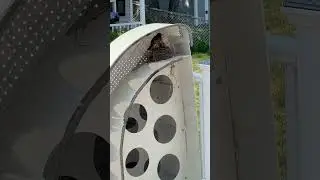 Robin chicks getting fed by momma
