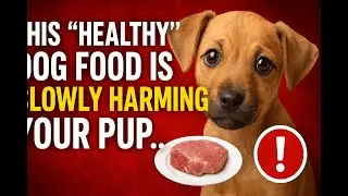 Is Your Dog's HEALTHY Food Secretly Harming Them