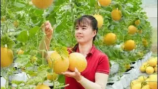 Hami melon 🍈🍋&zwj;🟩🍋&zwj;🟩🍋&zwj;🟩🍈