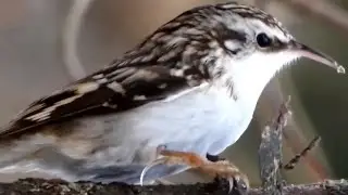 Brown creeper bird