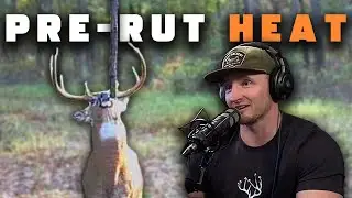 Затишье перед гоном | Hunt Companion