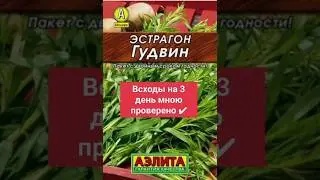 Быстрые всходы Эстрагона взошли на 3  день посадки семян #эстрагон #траваэстрагон #растенияэстрагон