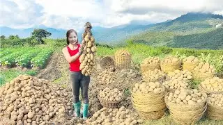 TIMELAPSE -- 299 Days Harvest Many Giant Potatoes, Go to Market Sell | Tieu Sam FreeBushcraft