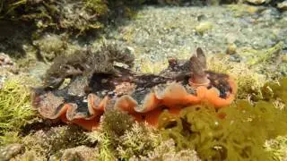 串本　江田海岸　クモガタウミウシ Platydoris speciosa (Abraham)