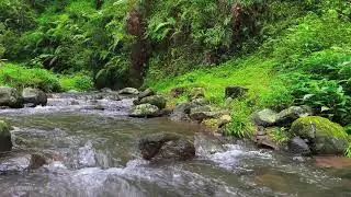 Shallow River Flow – Soothing Nature Sounds for Meditation