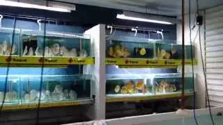 New Farm Santarem Discus in 4K