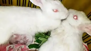 BABY RABBIT & MADAR RABBIT PLAYING